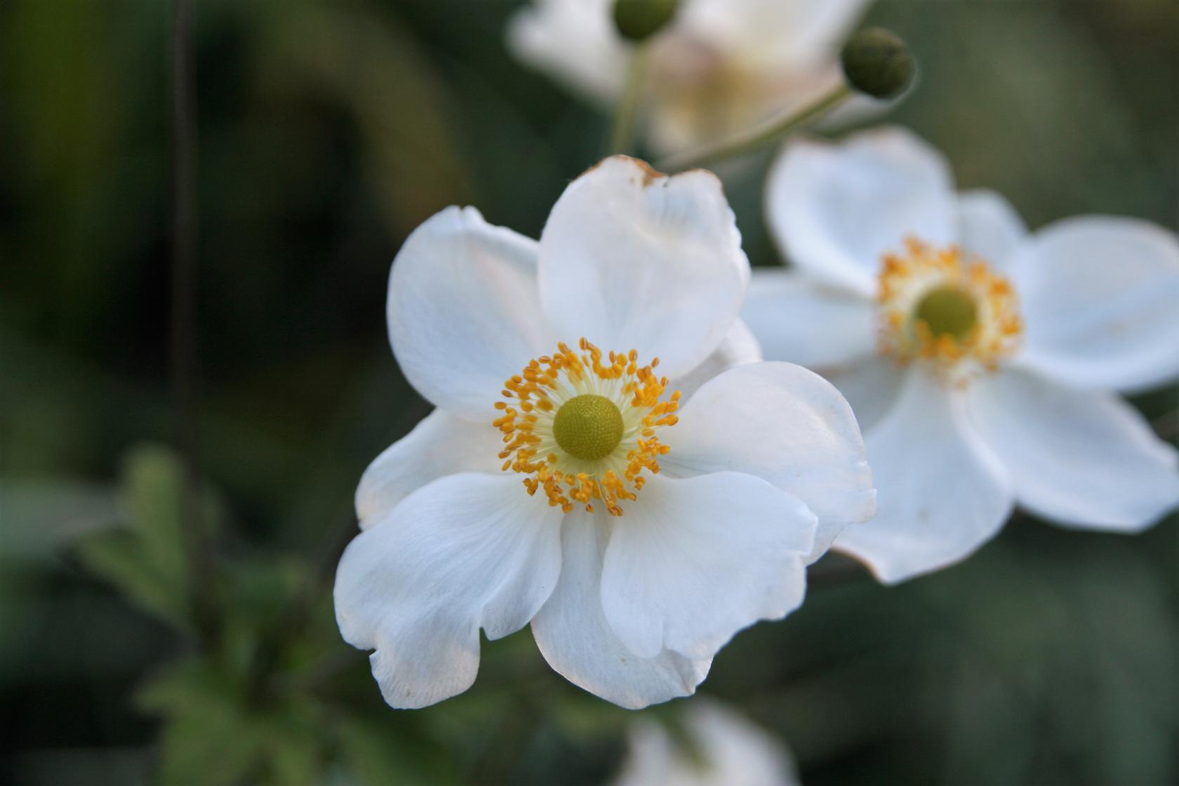 Anemone japonica 'Andrea Atkinson