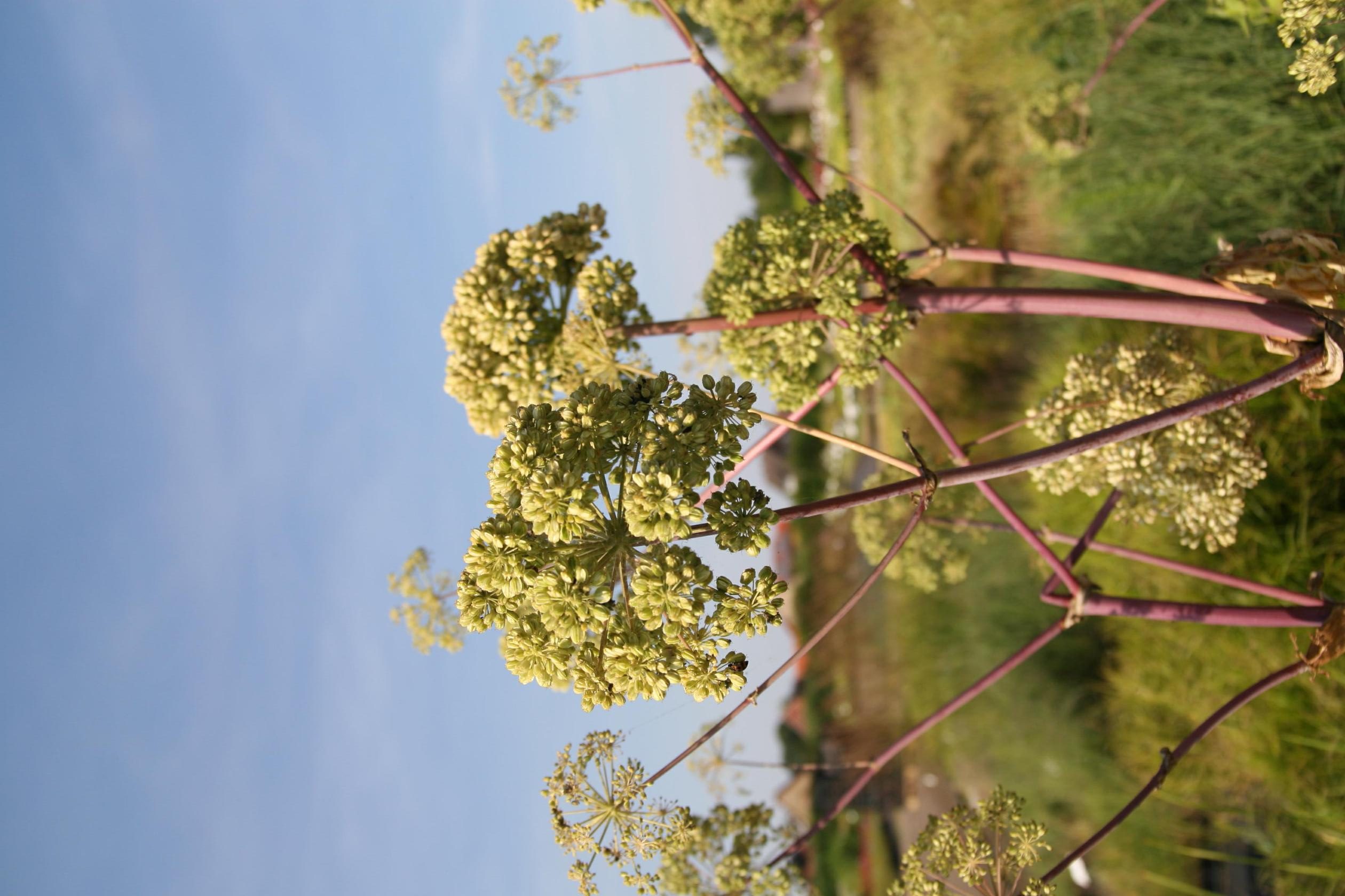 Angelica archangelica