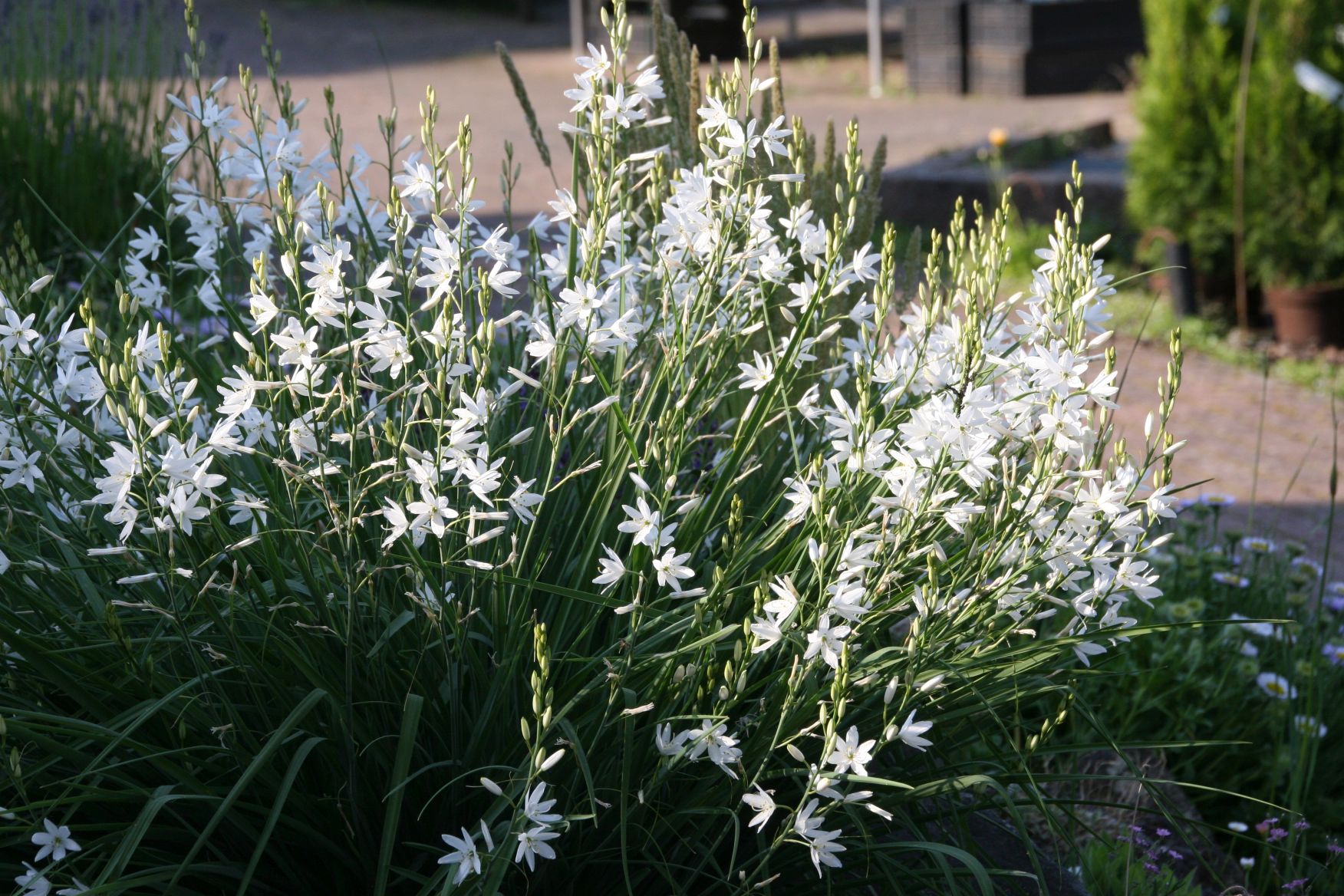Anthericum ramosum