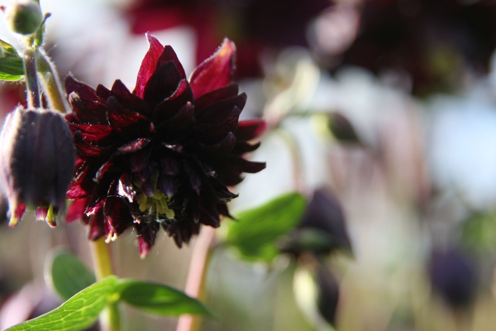 Aquilegia vulgaris 'Black Barlow'