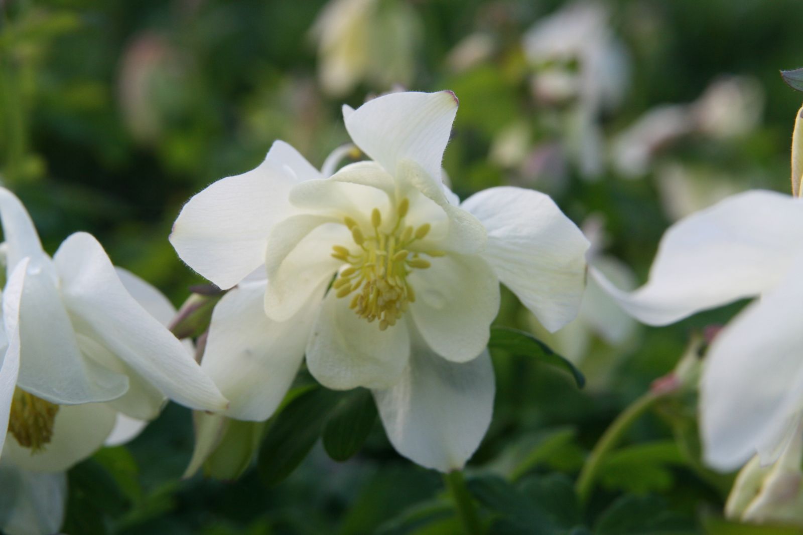 Aquilegia 'Spring Magic Weiß'