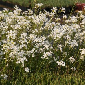 Arabis procurrens 'Glacier'  gen.