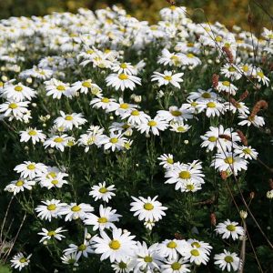 Arctanthemum arcticum  'Stella'