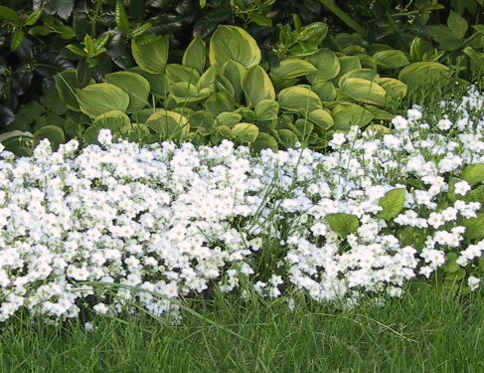 Arenaria montana