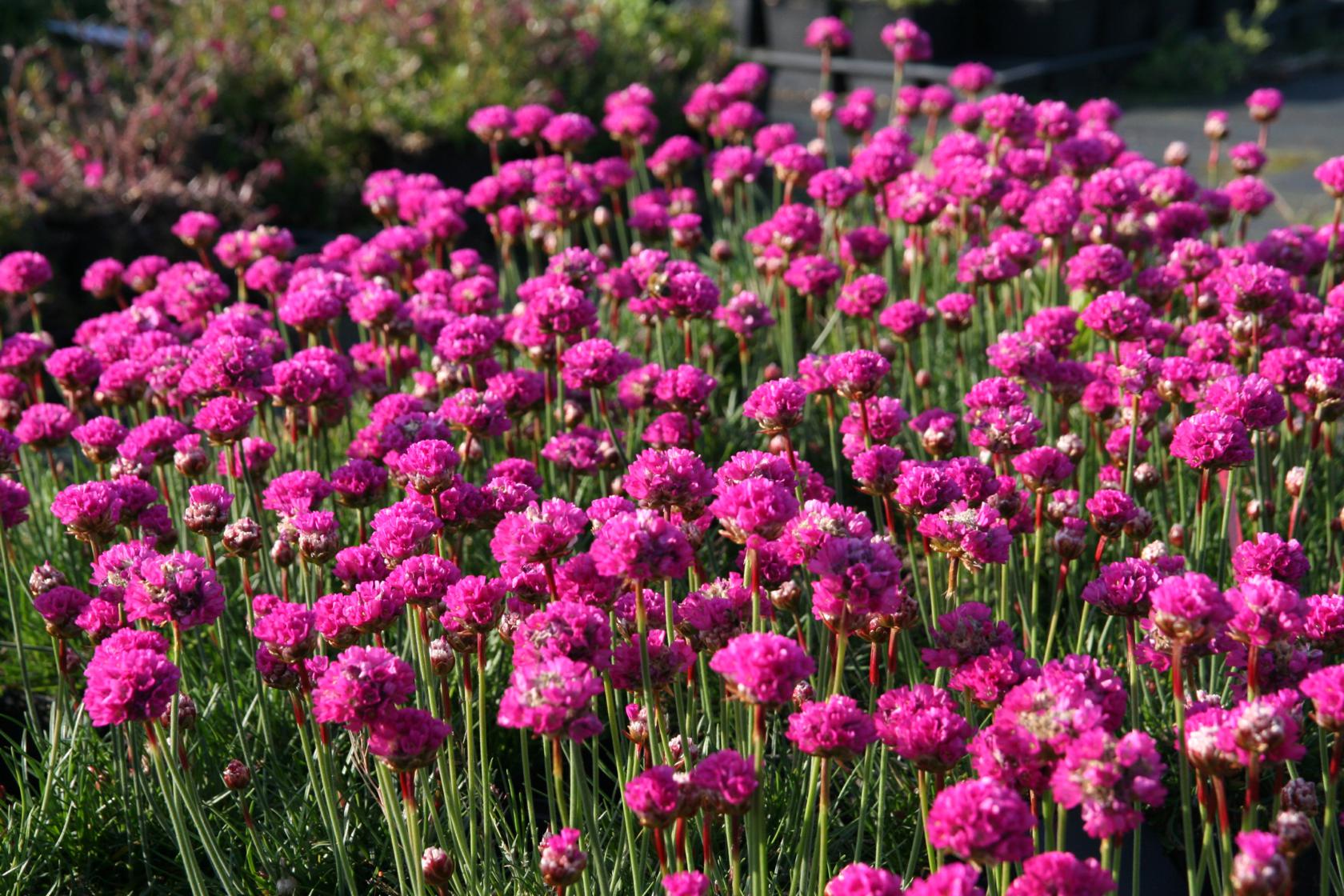 Armeria maritima 'Düsseldorfer Stolz'
