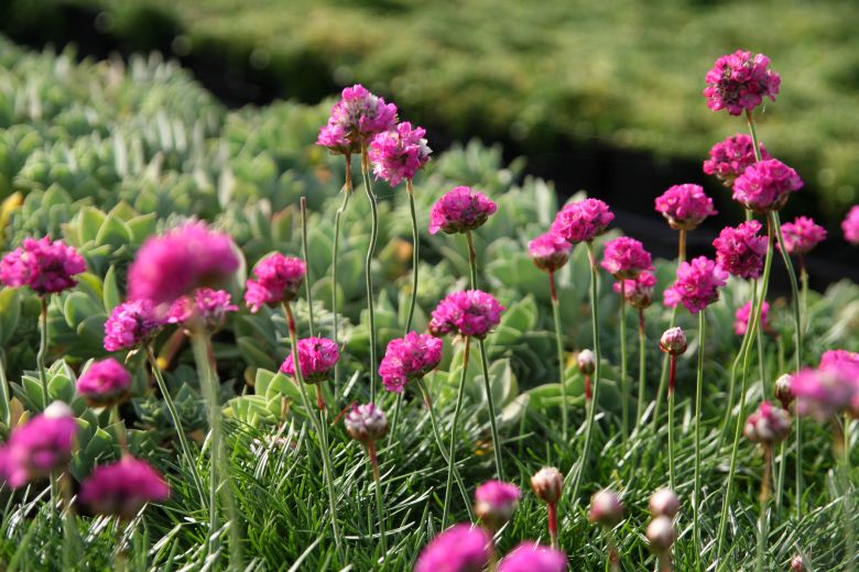 Armeria maritima 'Splendens'