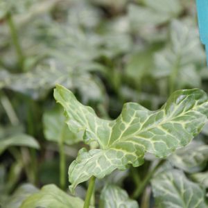 Arum italicum
