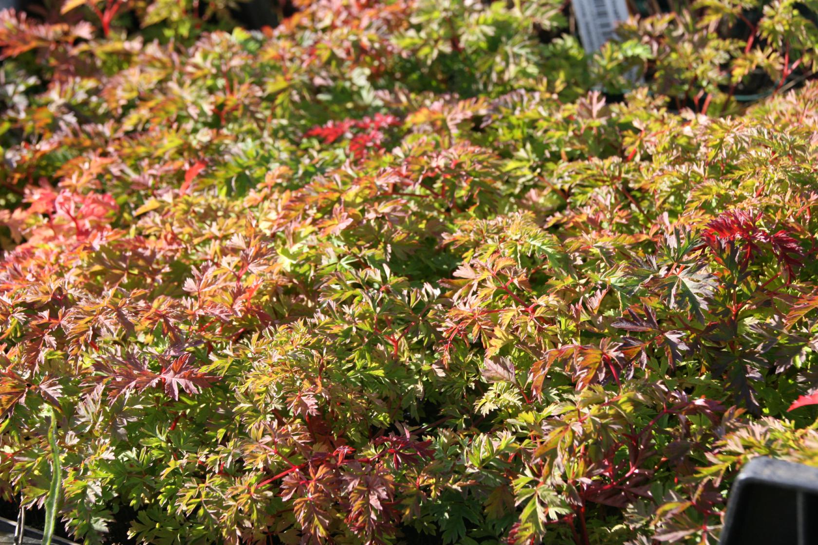 Aruncus aethusifolius