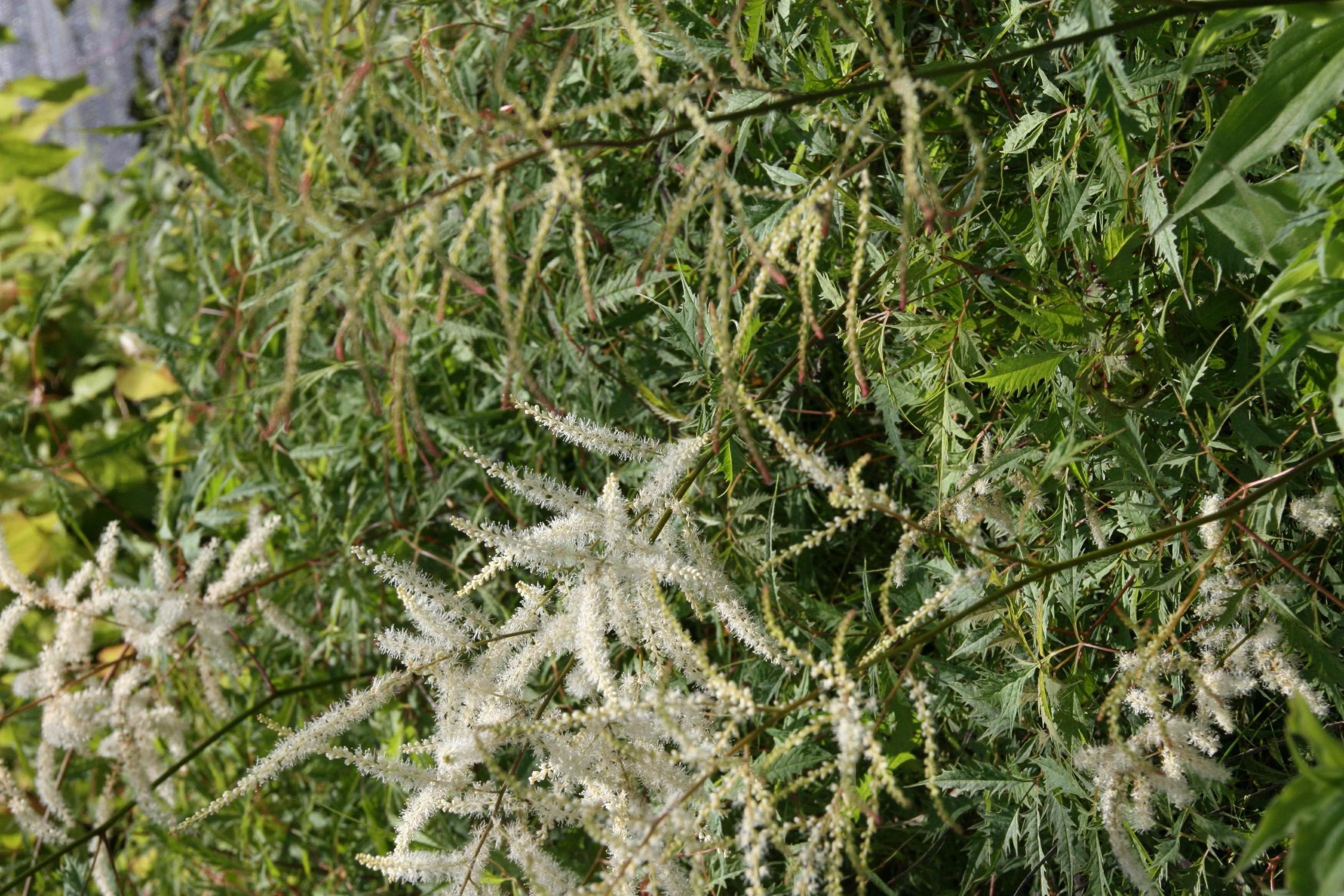 Aruncus dioicus 'Whirlwind'