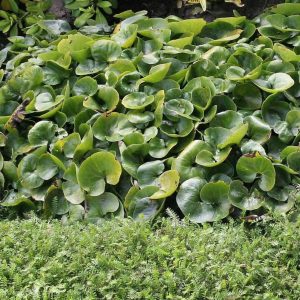 Asarum europaeum