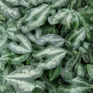 Asarum splendens