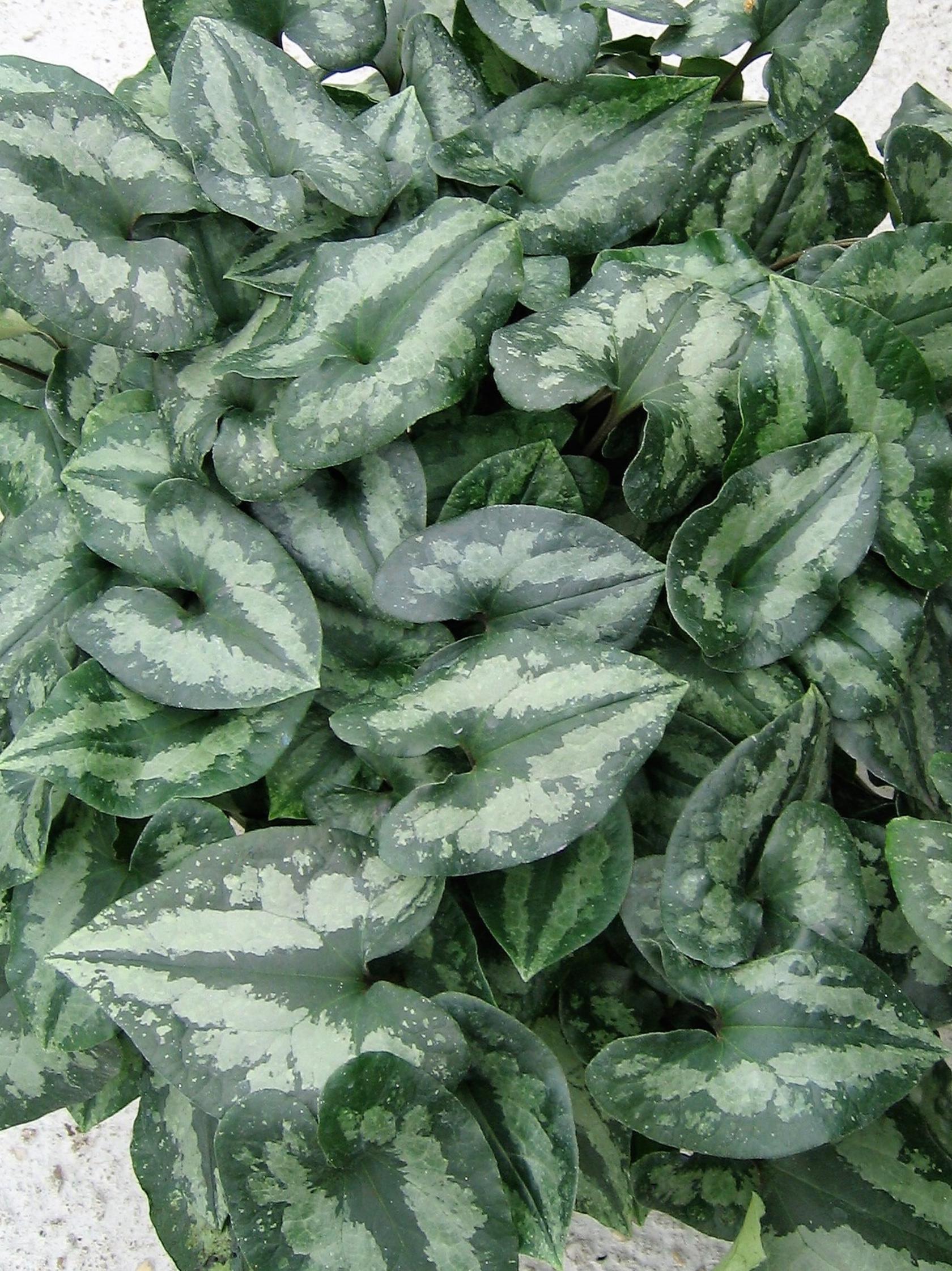 Asarum splendens