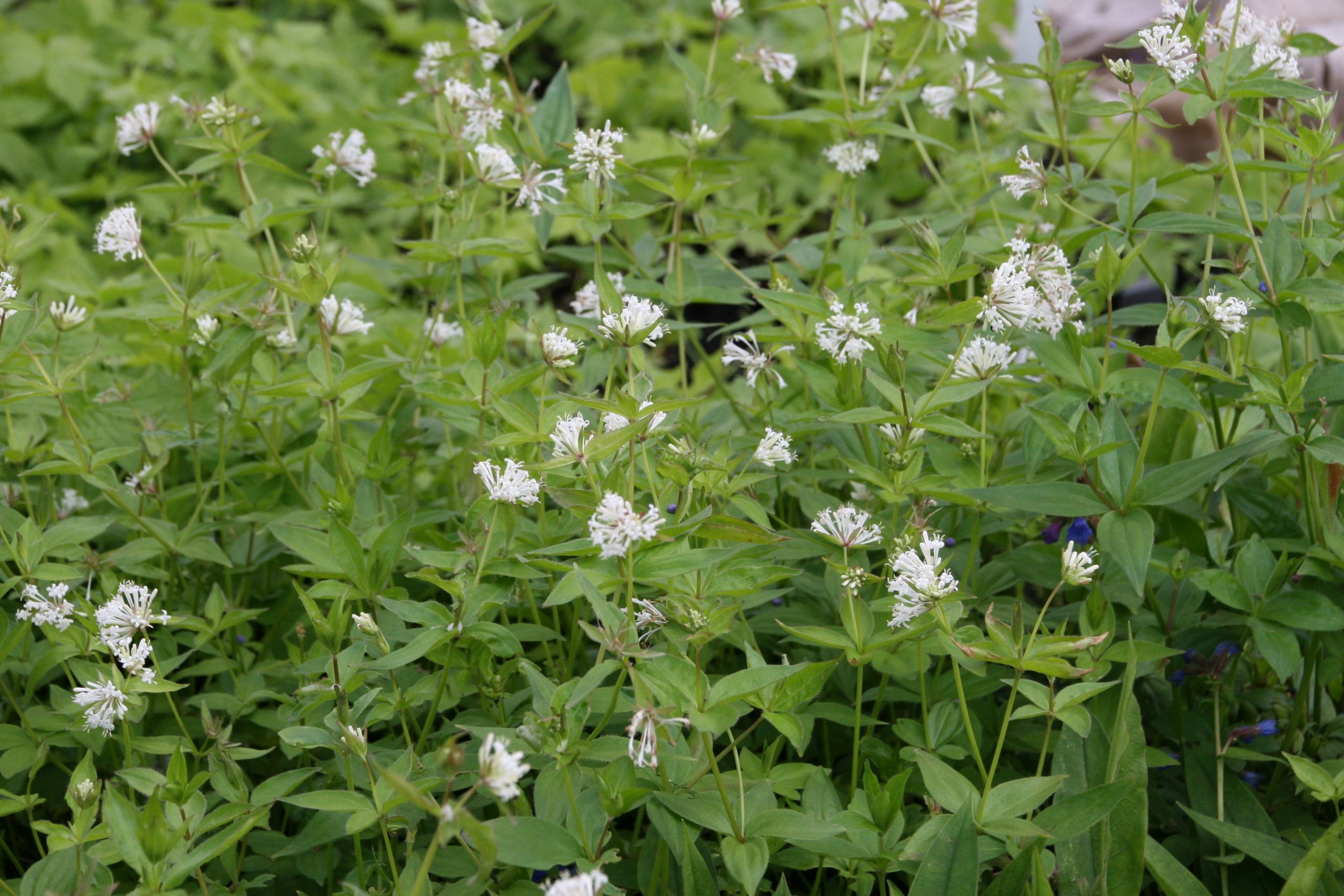 Asperula taurina