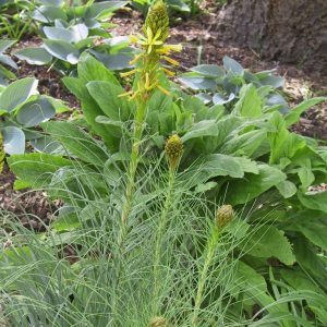 Asphodeline lutea
