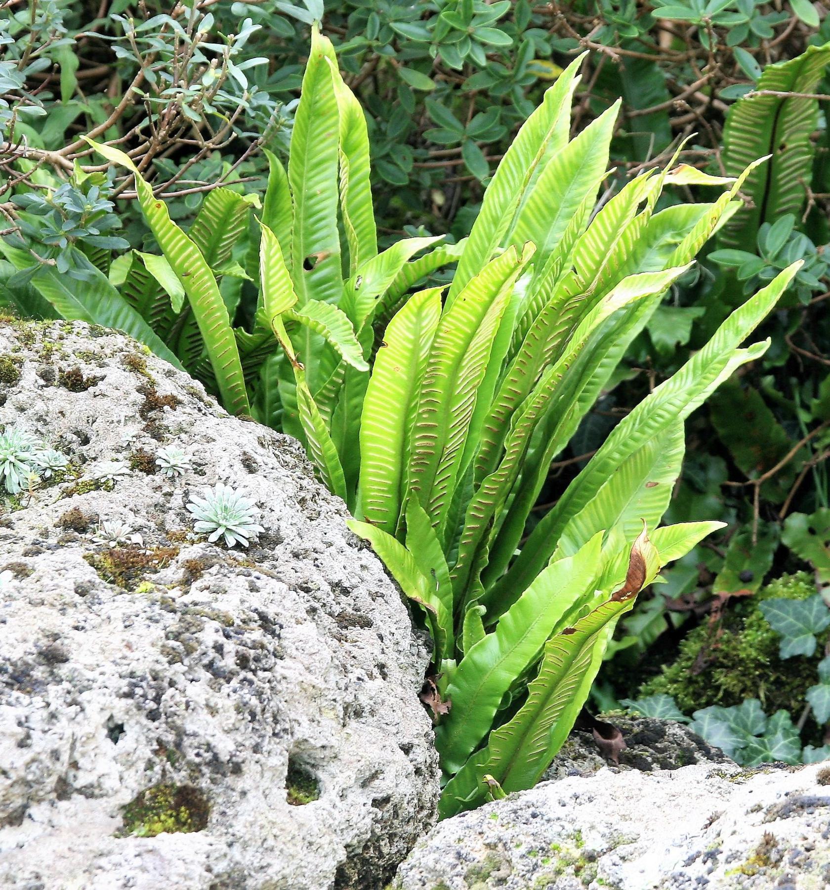 Asplenium scolopendrium