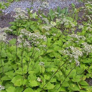 Aster divaricatus
