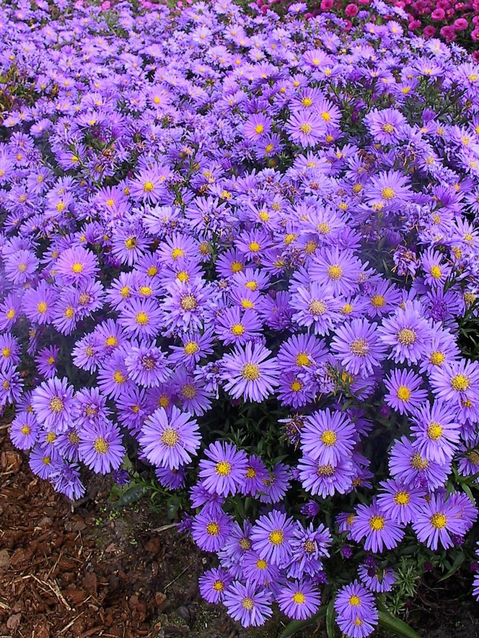 Aster dumosus 'Blaue Lagune'