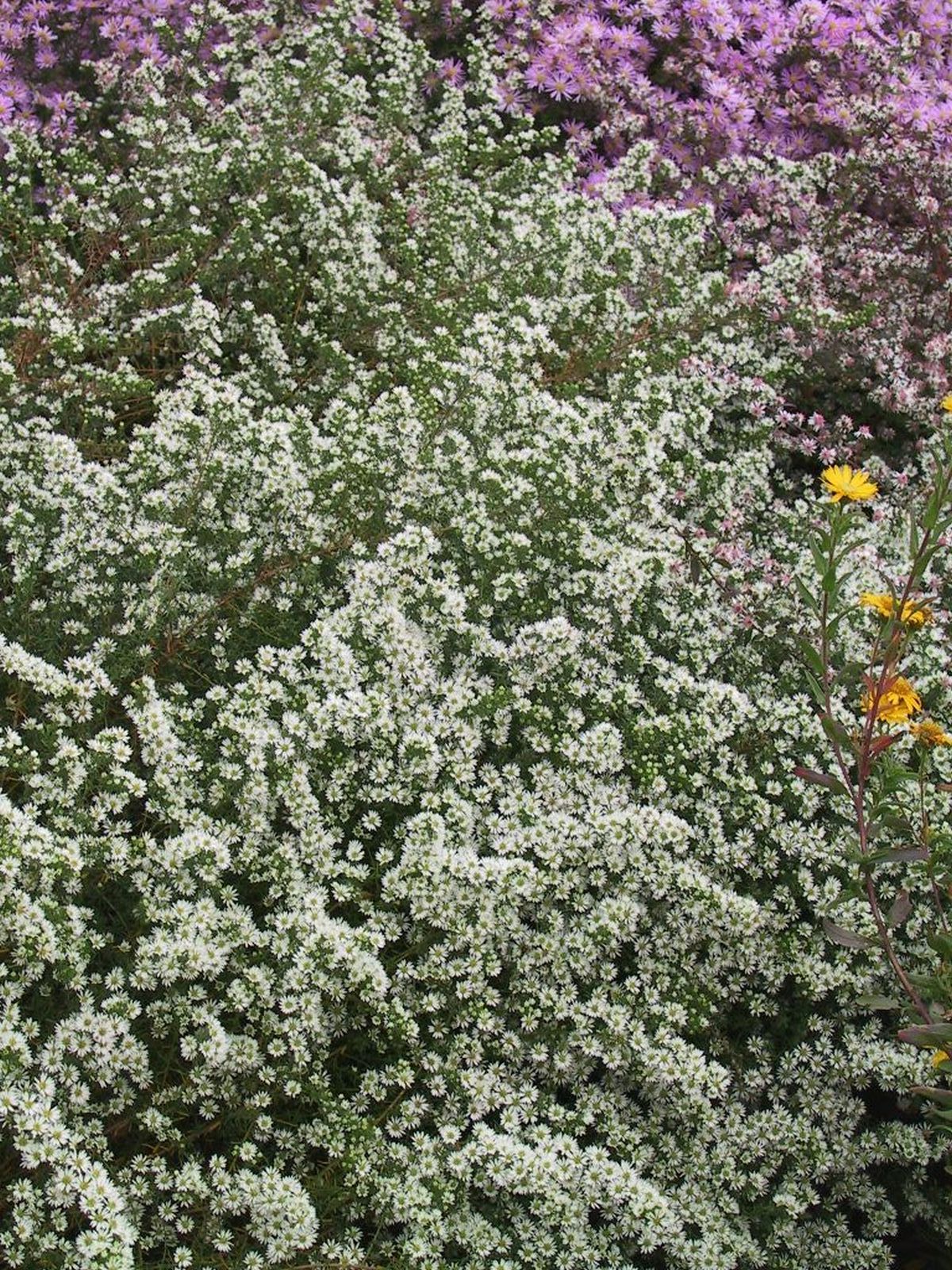 Aster ericoides 'Schneegitter'