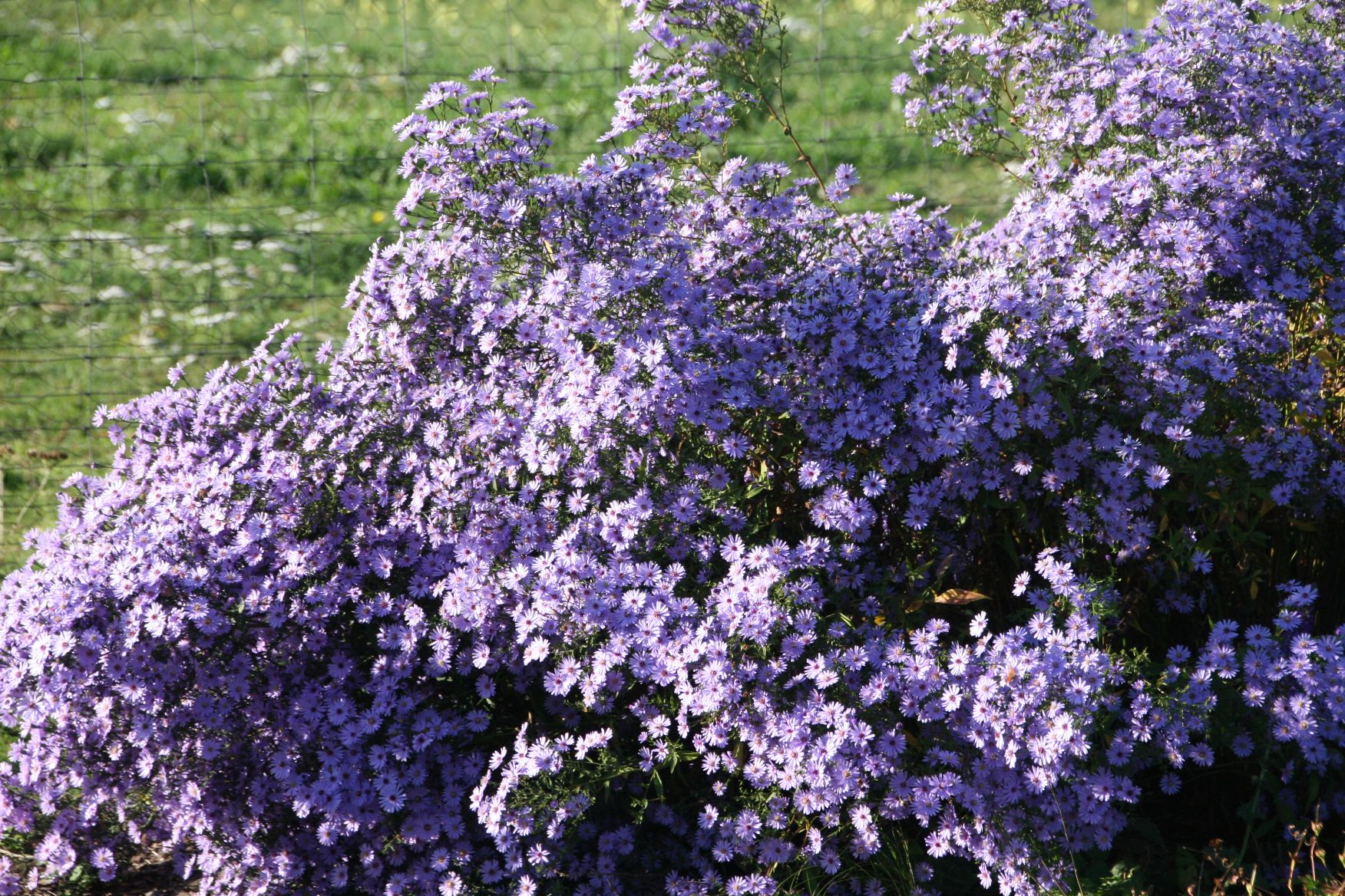 Aster cordifolius 'Little Carlow'