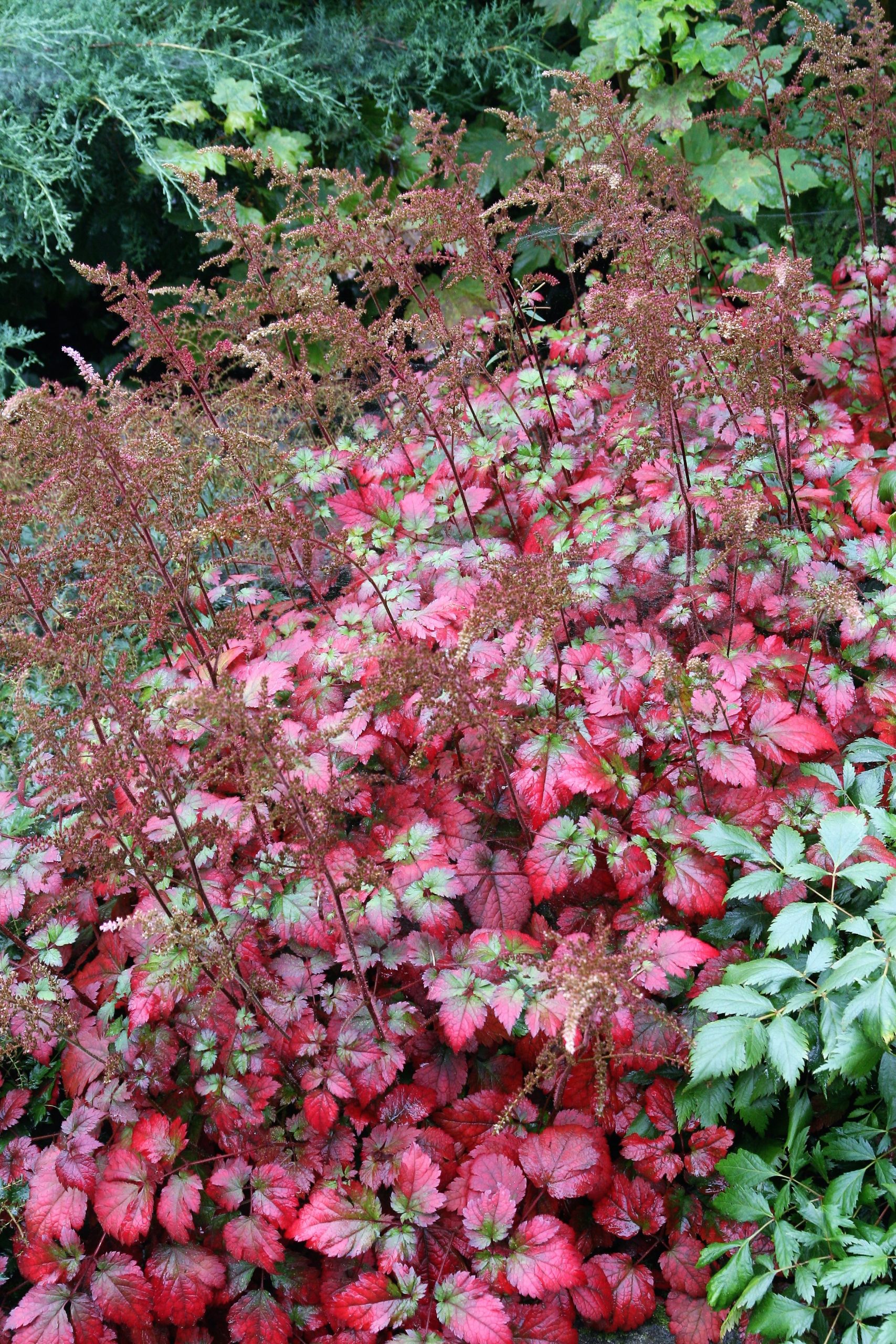 Astilbe x cult.'Colour Flash' -R-