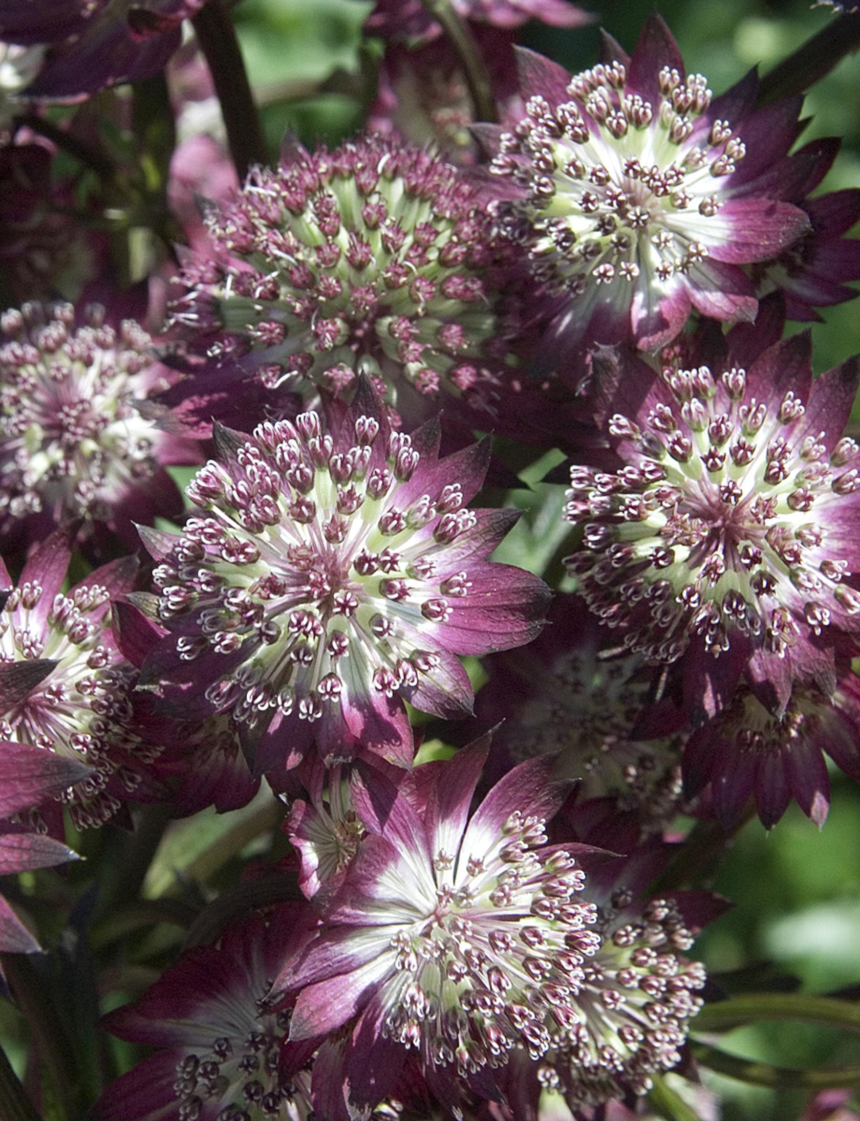 Astrantia major 'Star of Beauty' (S)