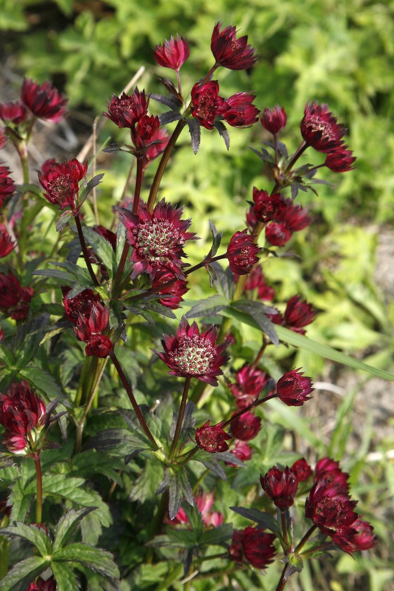 Astrantia major 'Moulin Rouge' (S)