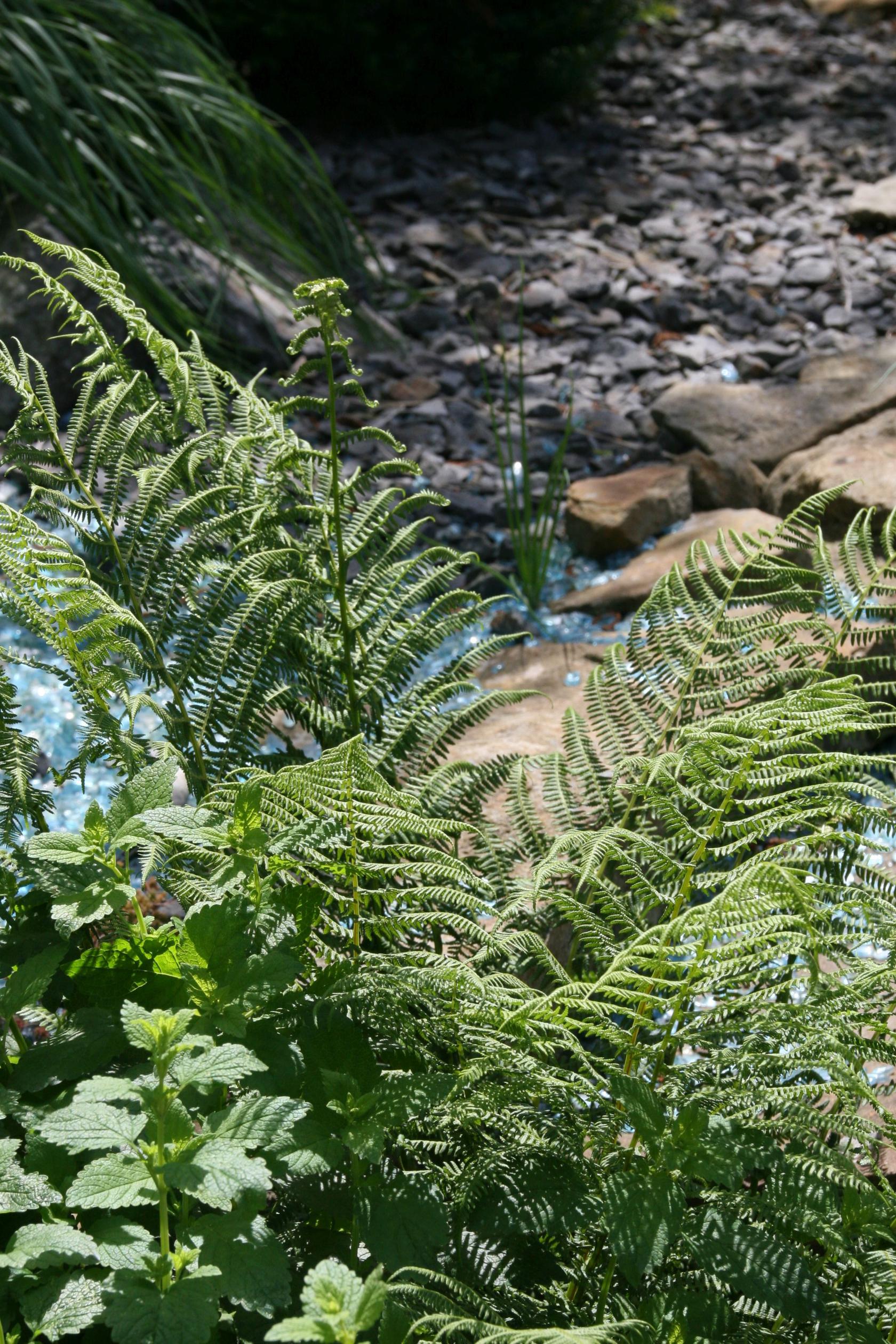 Athyrium filix-femina
