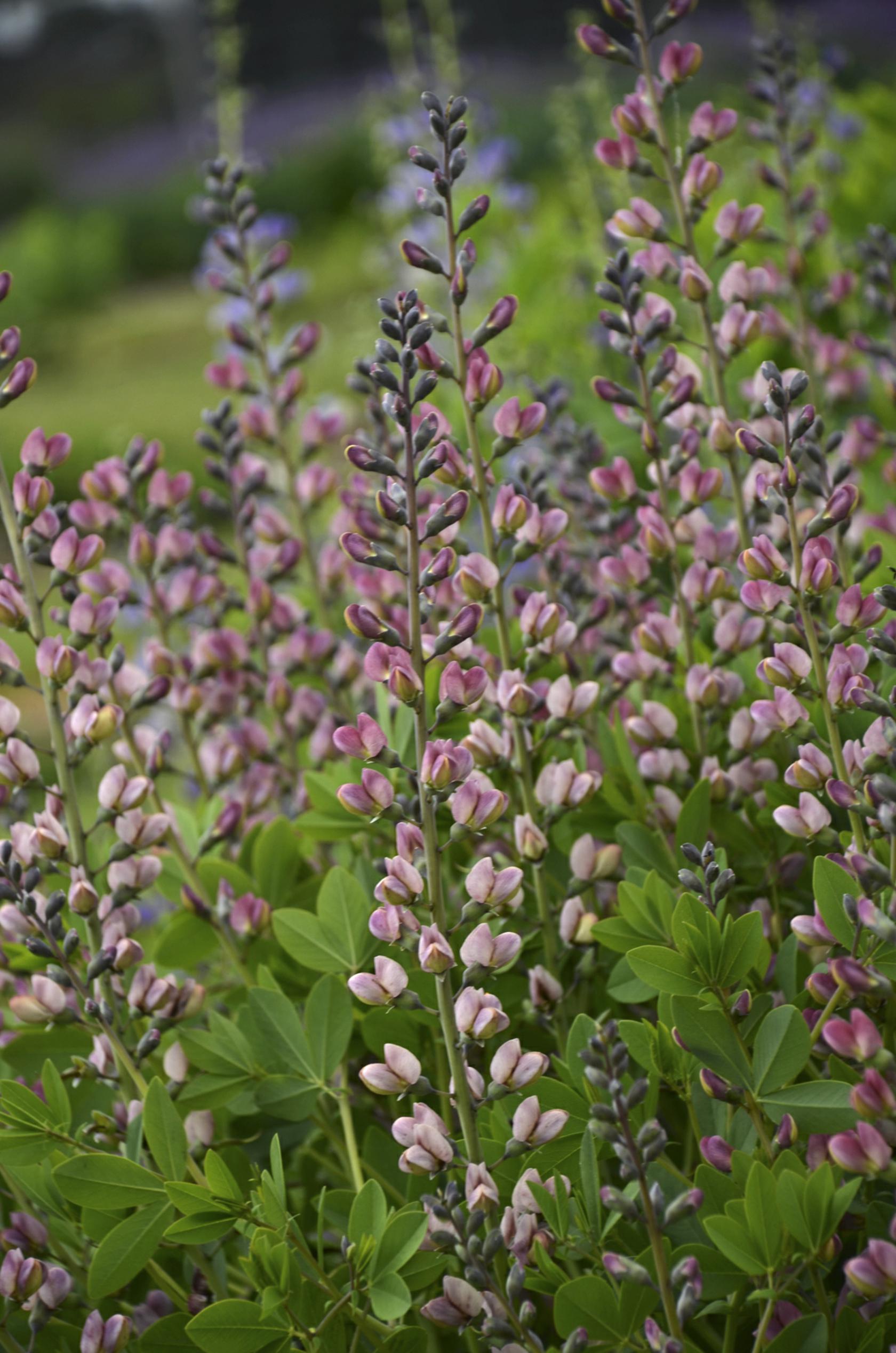 Baptisia x cult. 'Pink Truffles' (S)