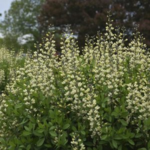 Baptisia x cult. 'Vanilla Cream' (S)