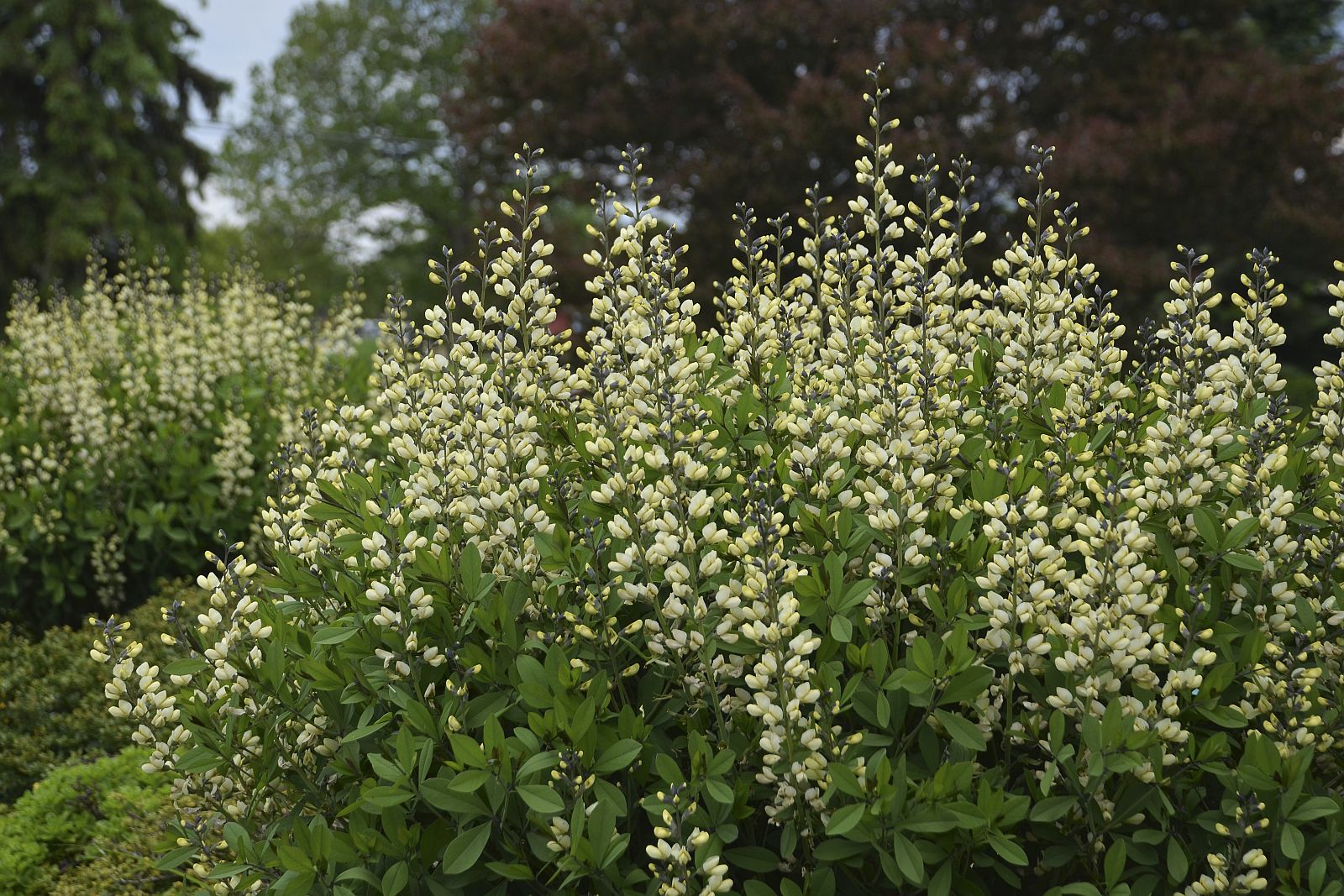 Baptisia x cult. 'Vanilla Cream' (S)