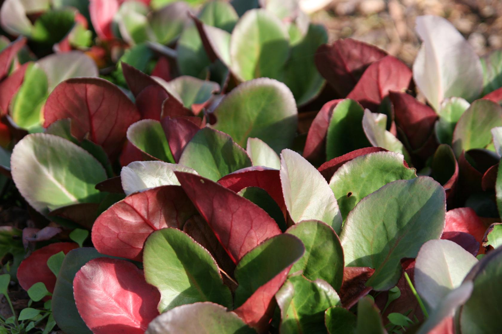 Bergenia cordifolia 'Eroica' (--Ouvertüre)