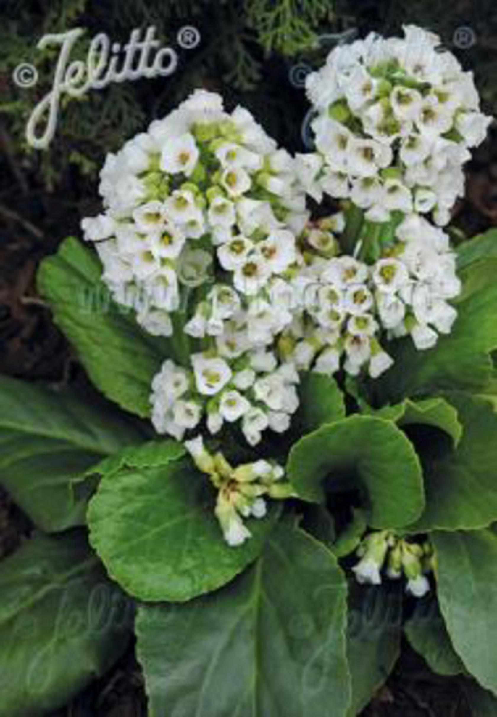 Bergenia cordifolia 'Snowtime'