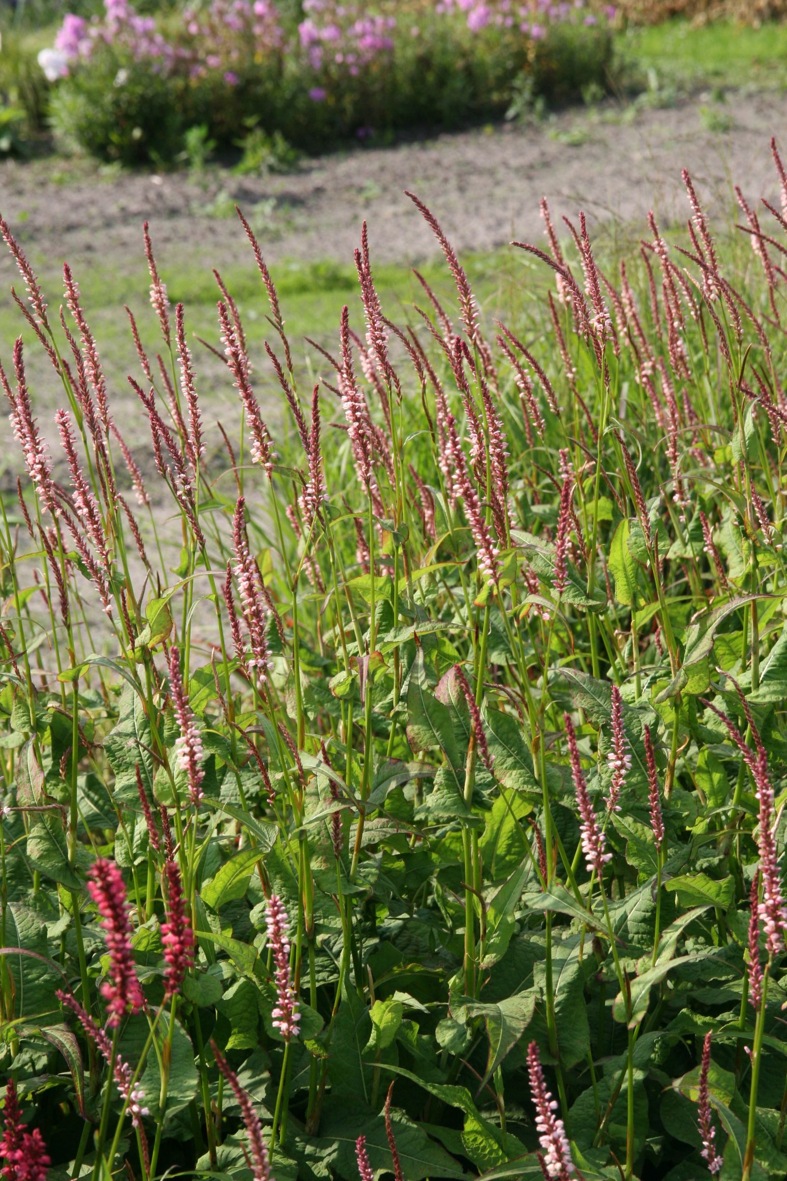 Persicaria amplexicaulis 'Rosea'