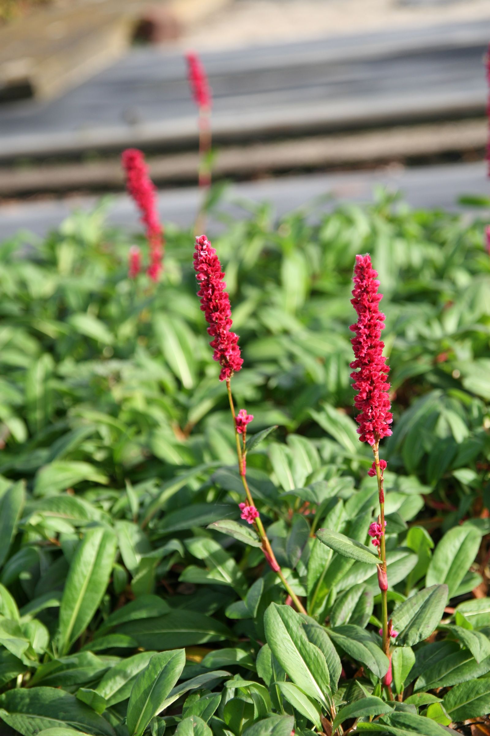 Persicaria affinis 'Darjeeling Red (Bistorta)