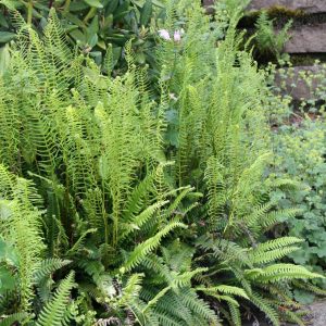 Blechnum spicant