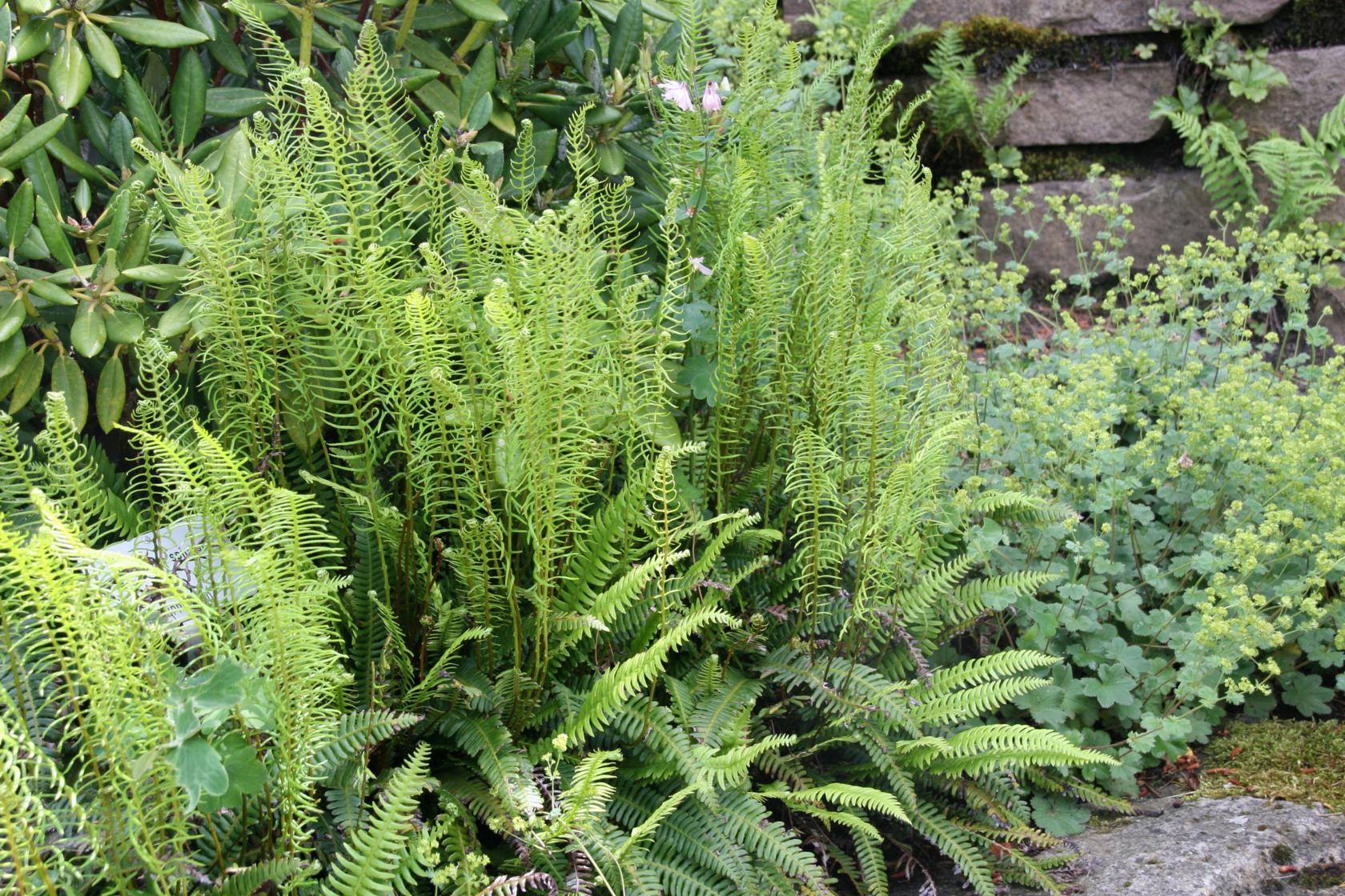 Blechnum spicant