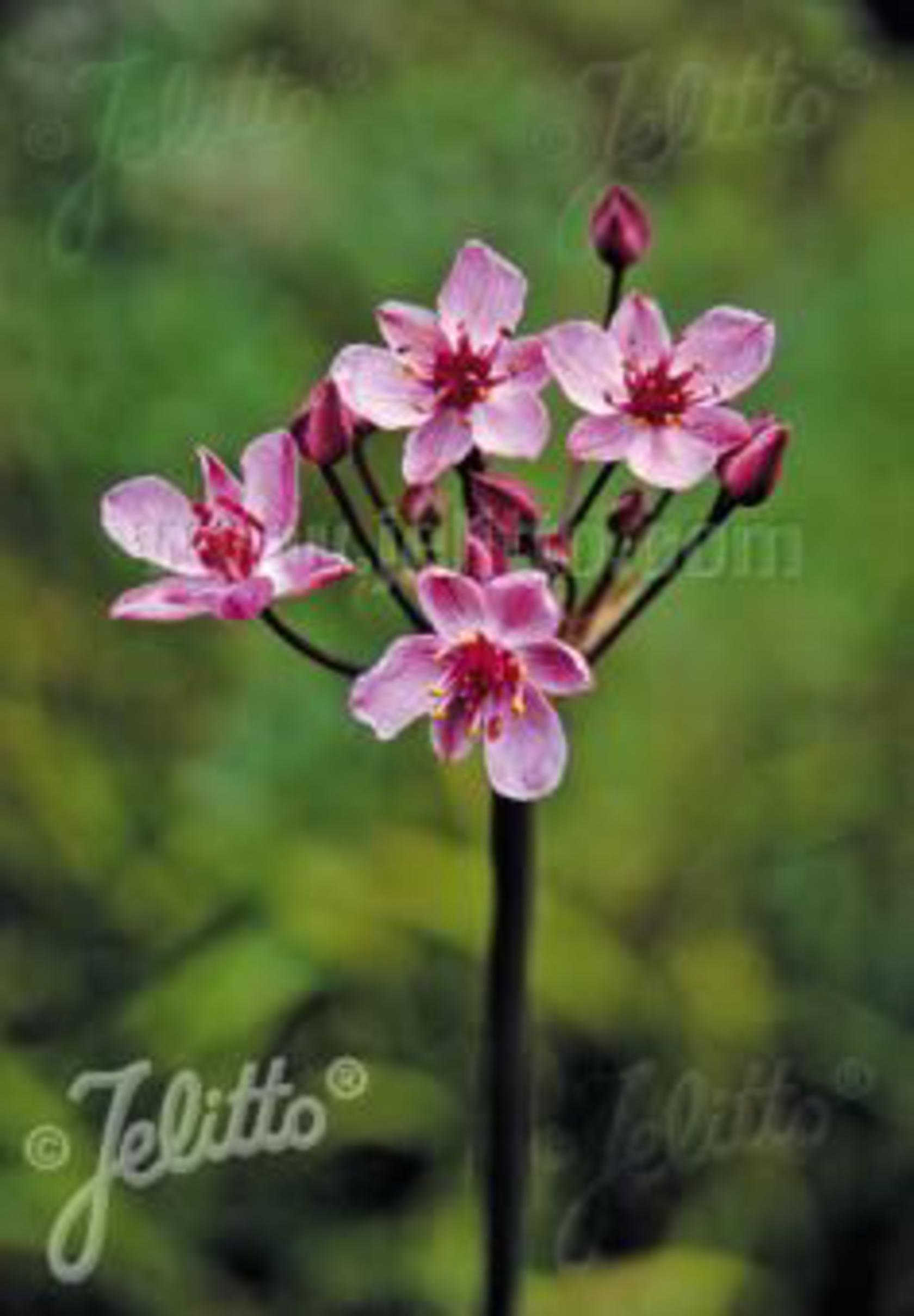 Butomus umbellatus