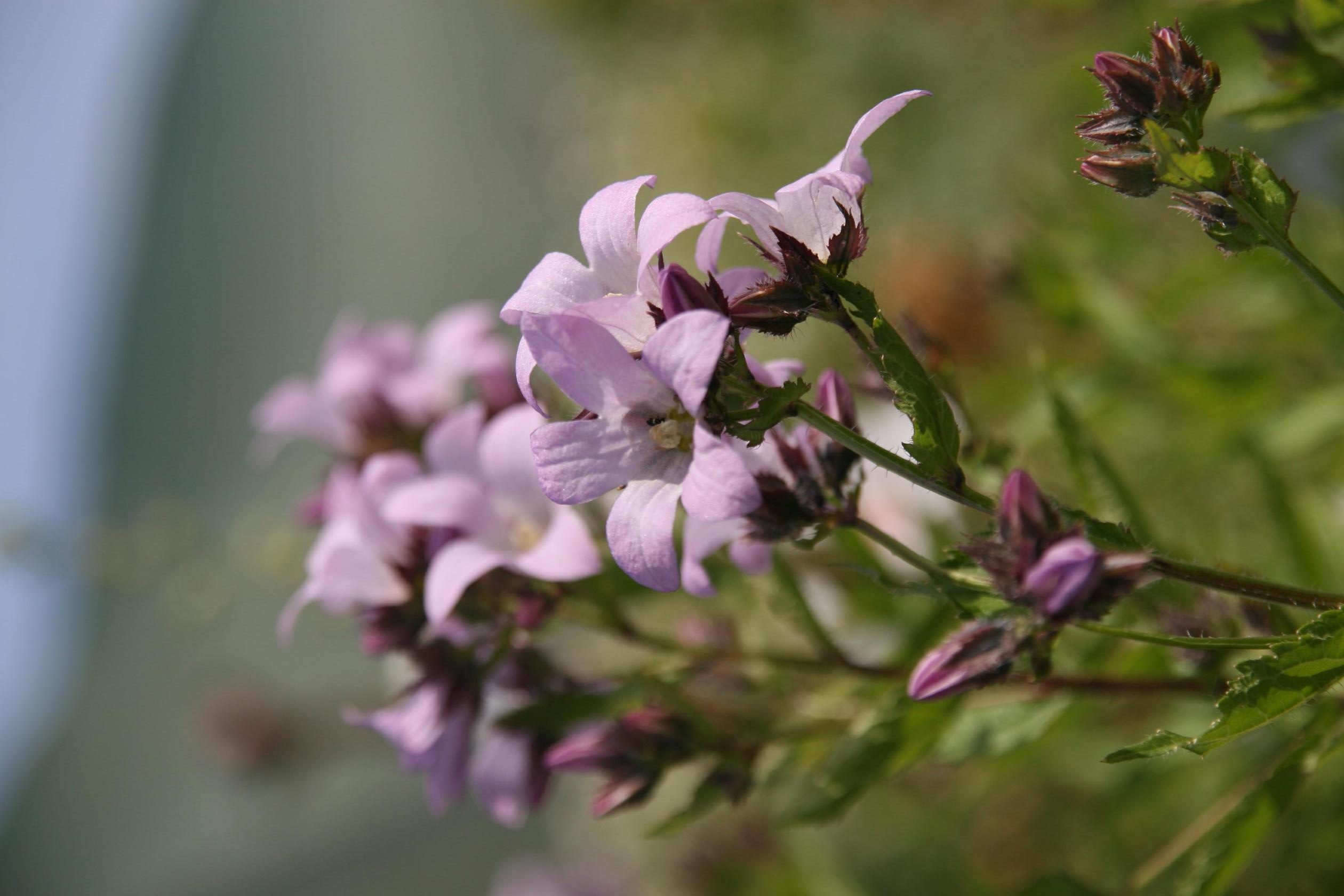 Campanula lactiflora 'Loddon Anne'