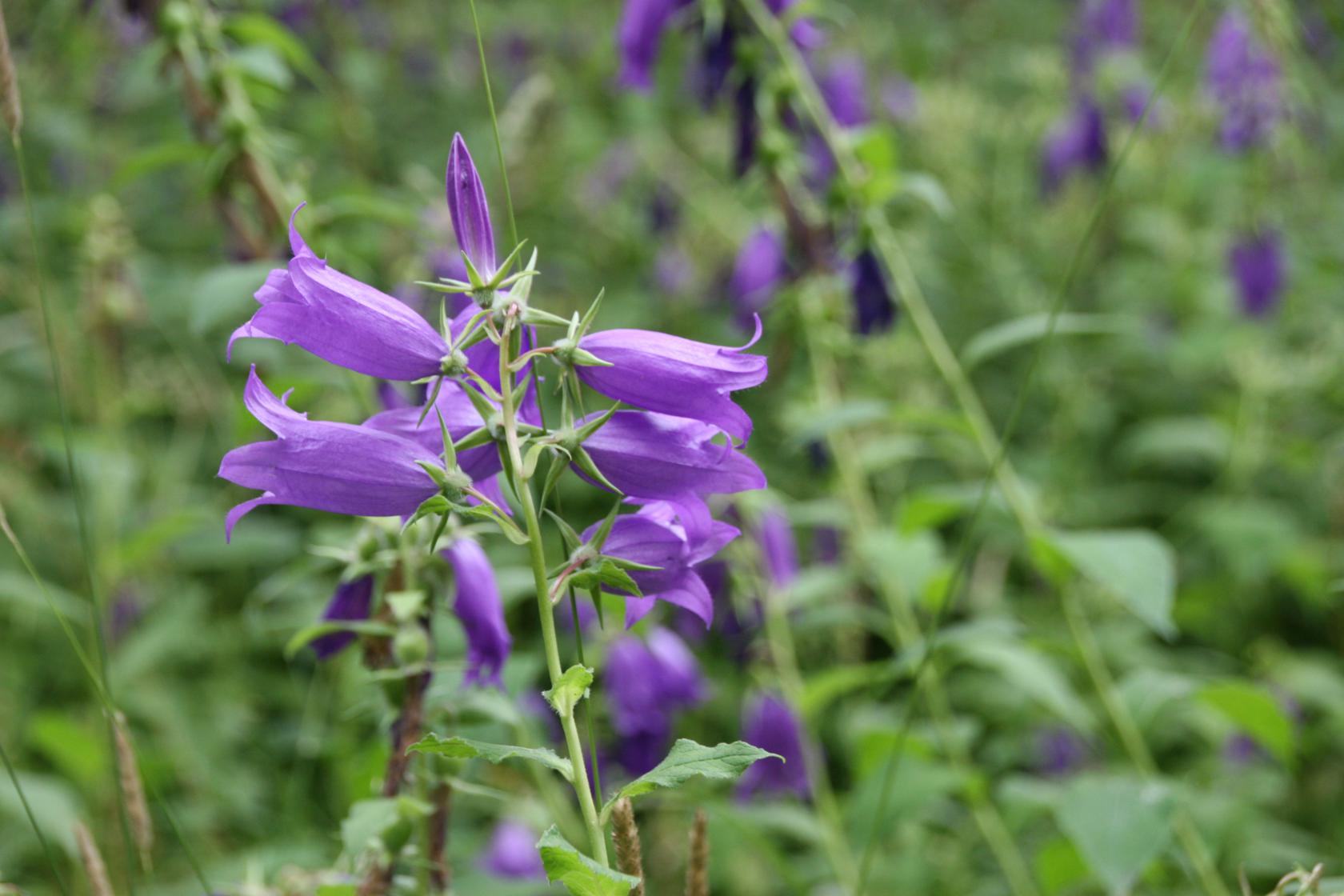 Campanula latifolia macrantha