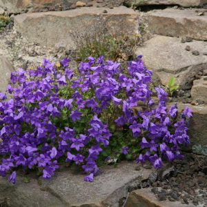 Campanula portenschlagiana 'Birch'