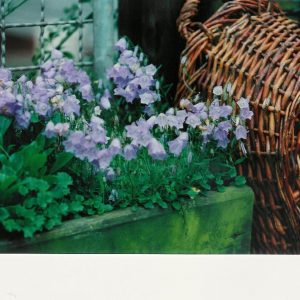 Campanula cochleariifolia 'Blue Baby'