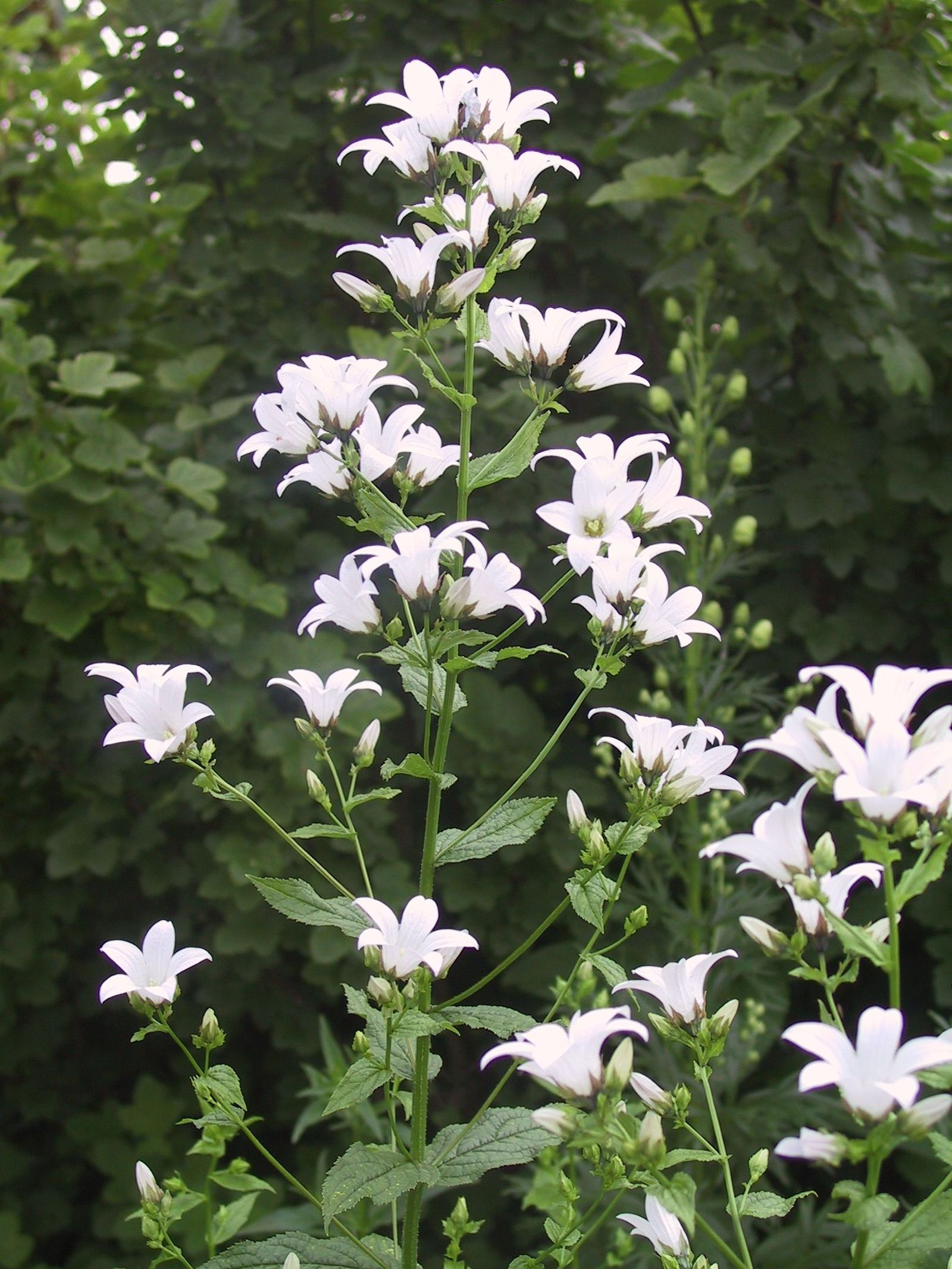Campanula lactiflora 'Alba'
