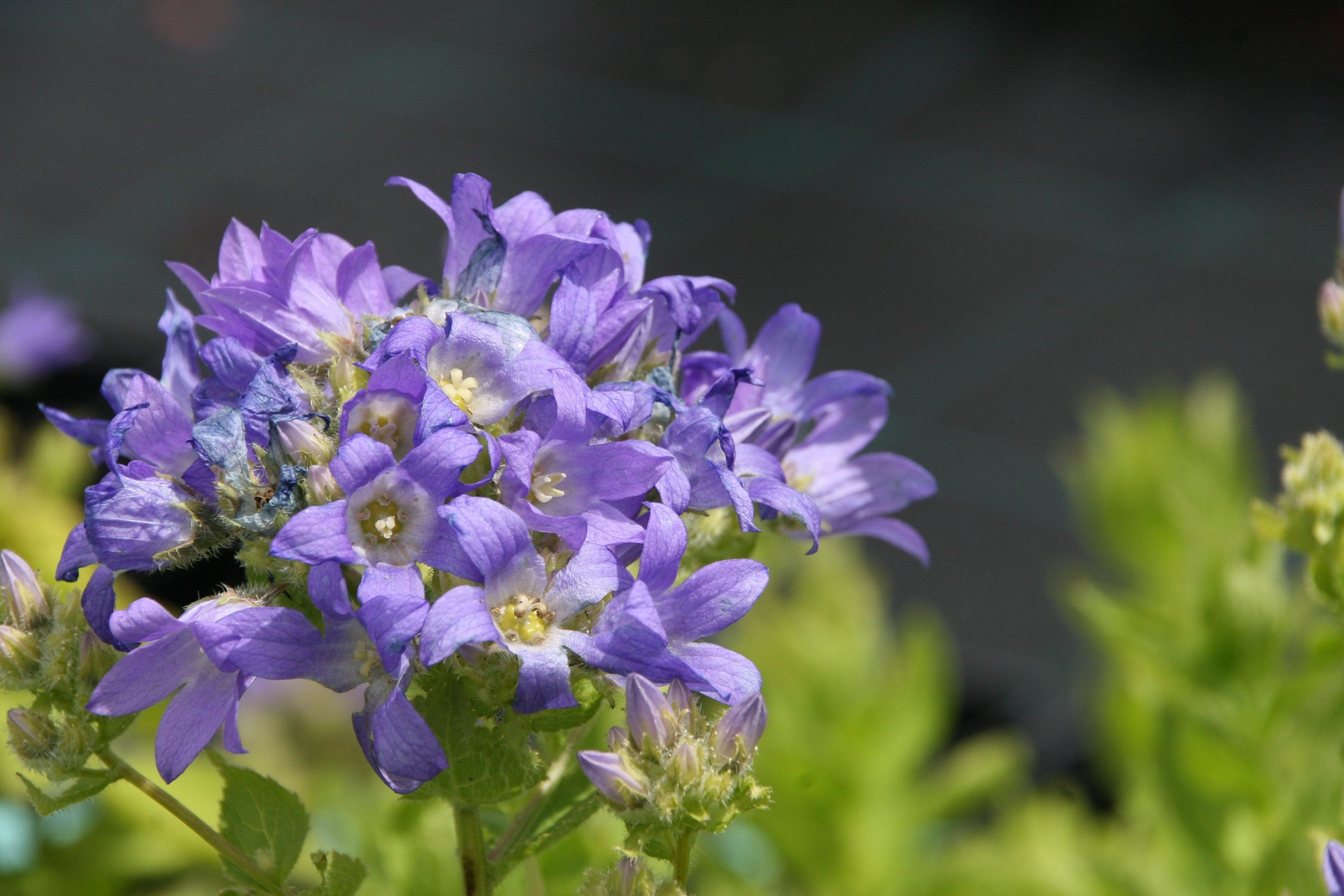 Campanula lactiflora 'Superba'