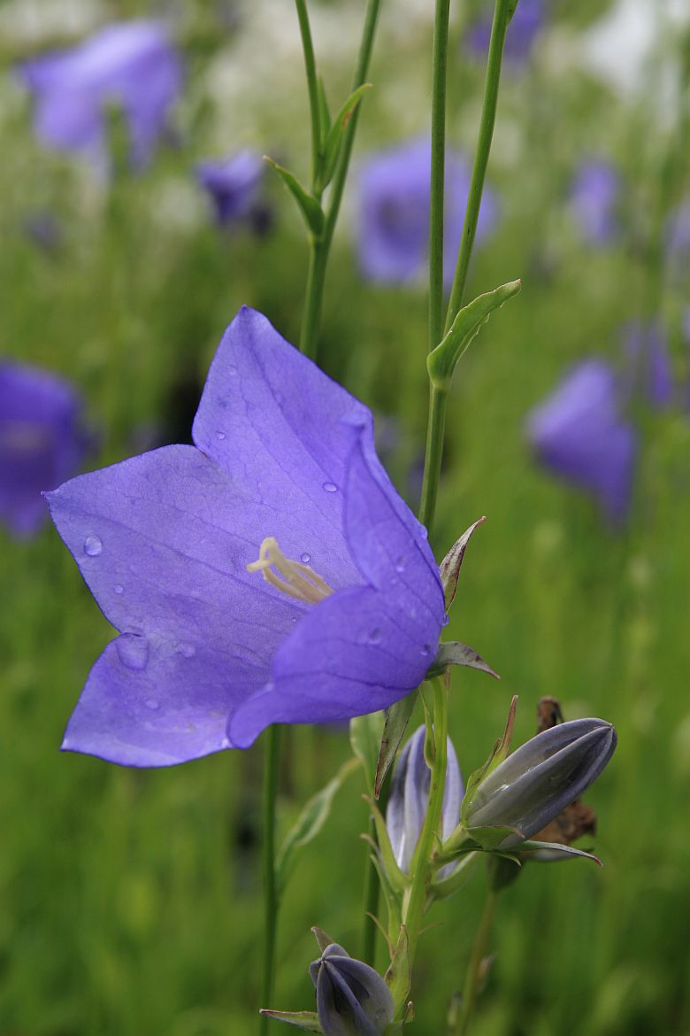 Campanula persicif.'Grandiflora Coerulea'