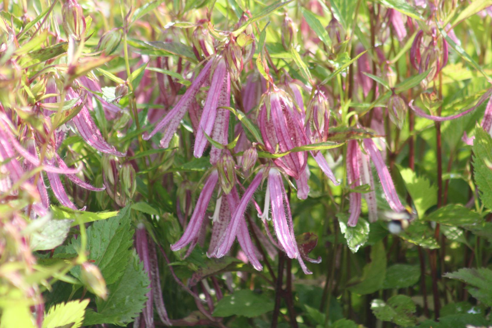 Campanula punctata 'Pink Octopus' -R-