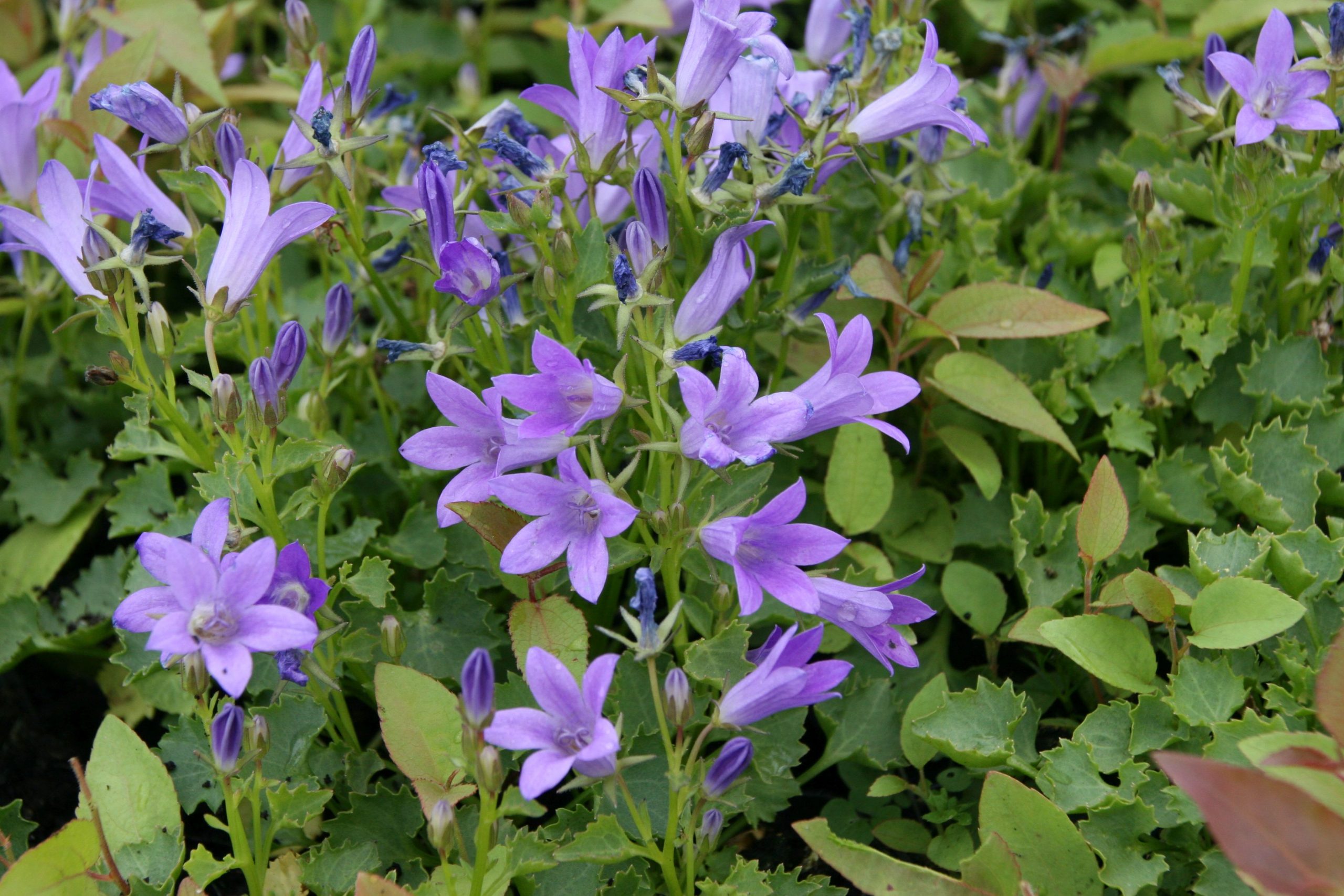 Campanula portenschlagiana 'Resholt'