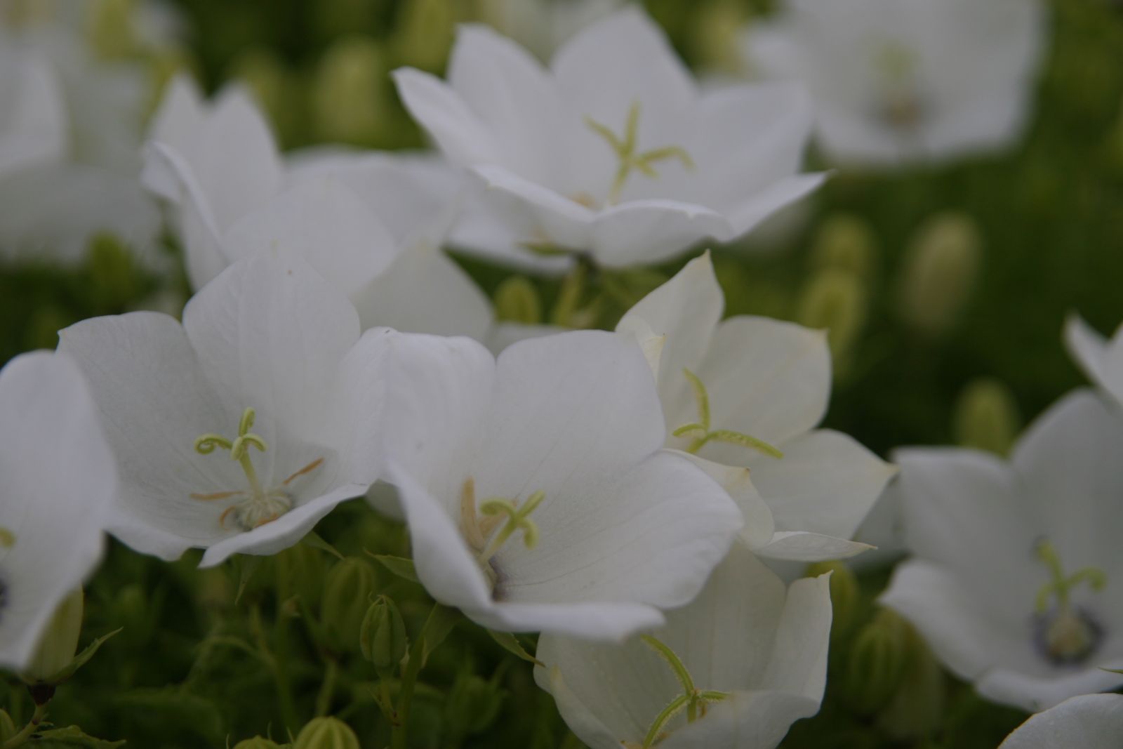 Campanula carpatica 'Weiße Clips'