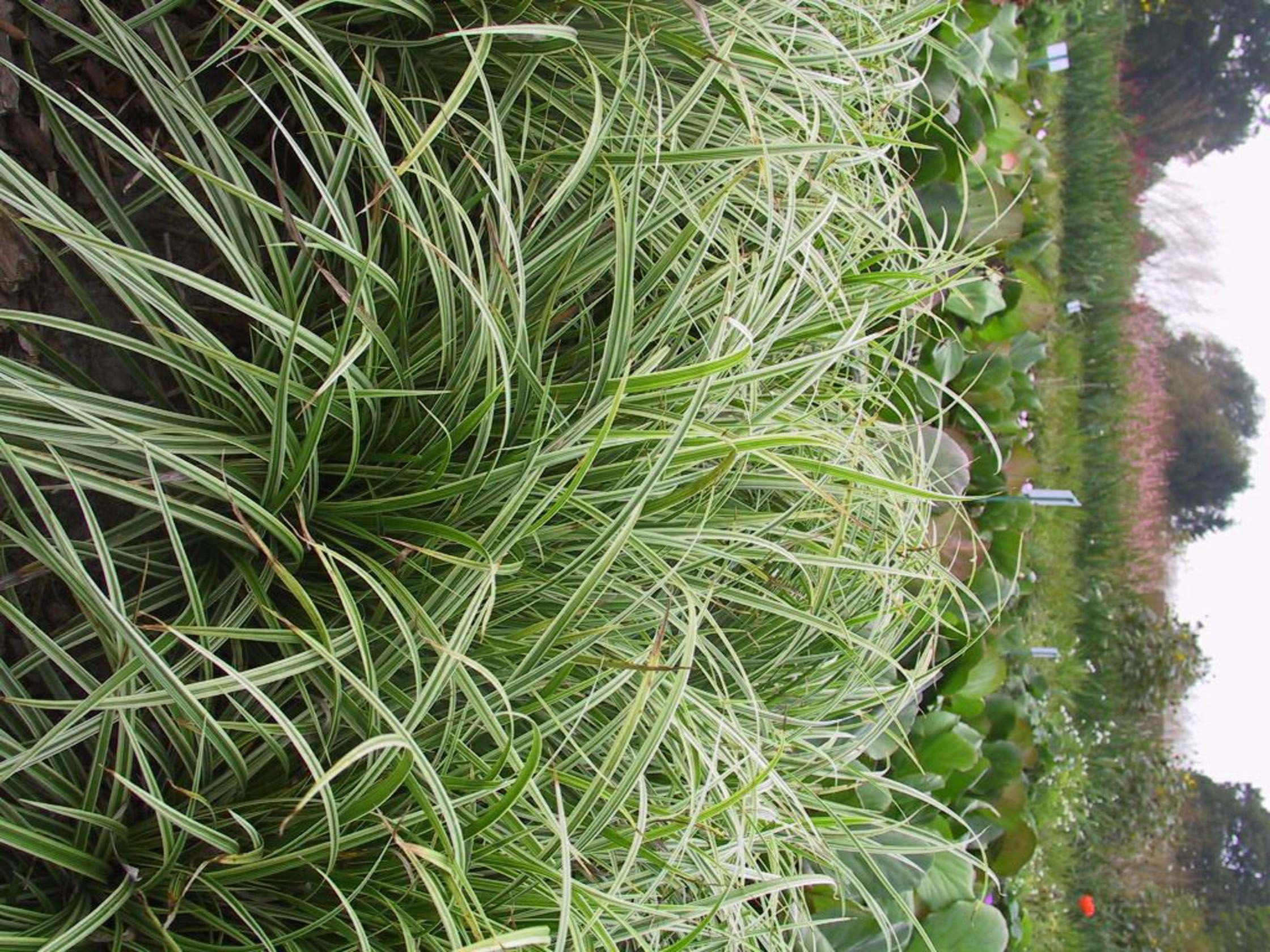Carex foliosissima 'Ice Dance'