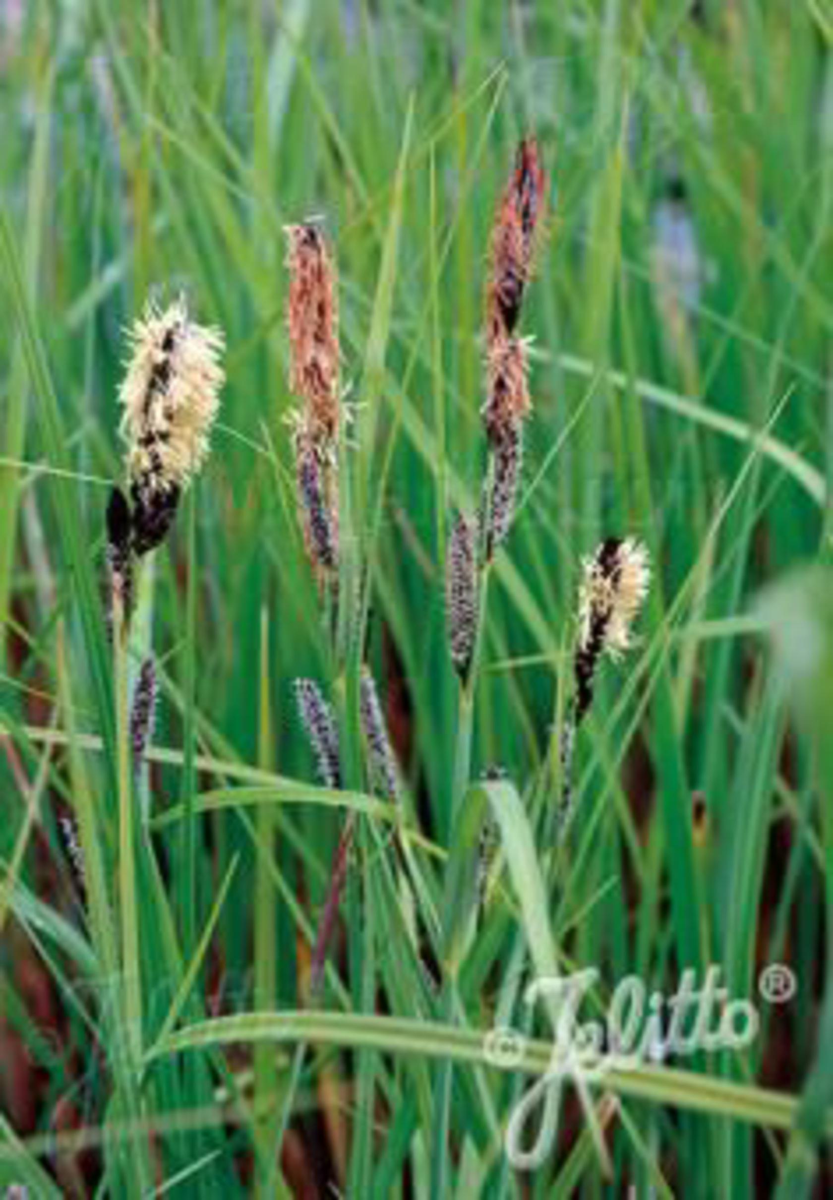 Carex acutiformis