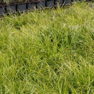 Carex montana